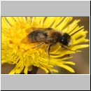 Andrena clarkella - Sandbiene m04 8mm - Sandgrube Niedringhaussee.jpg